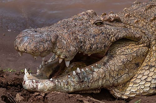 Nile crocodile with its mouth open to help it cool off Masai Mara National Reserve-Kenya Art Print